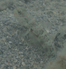 Cryptocentrus leptocephalus