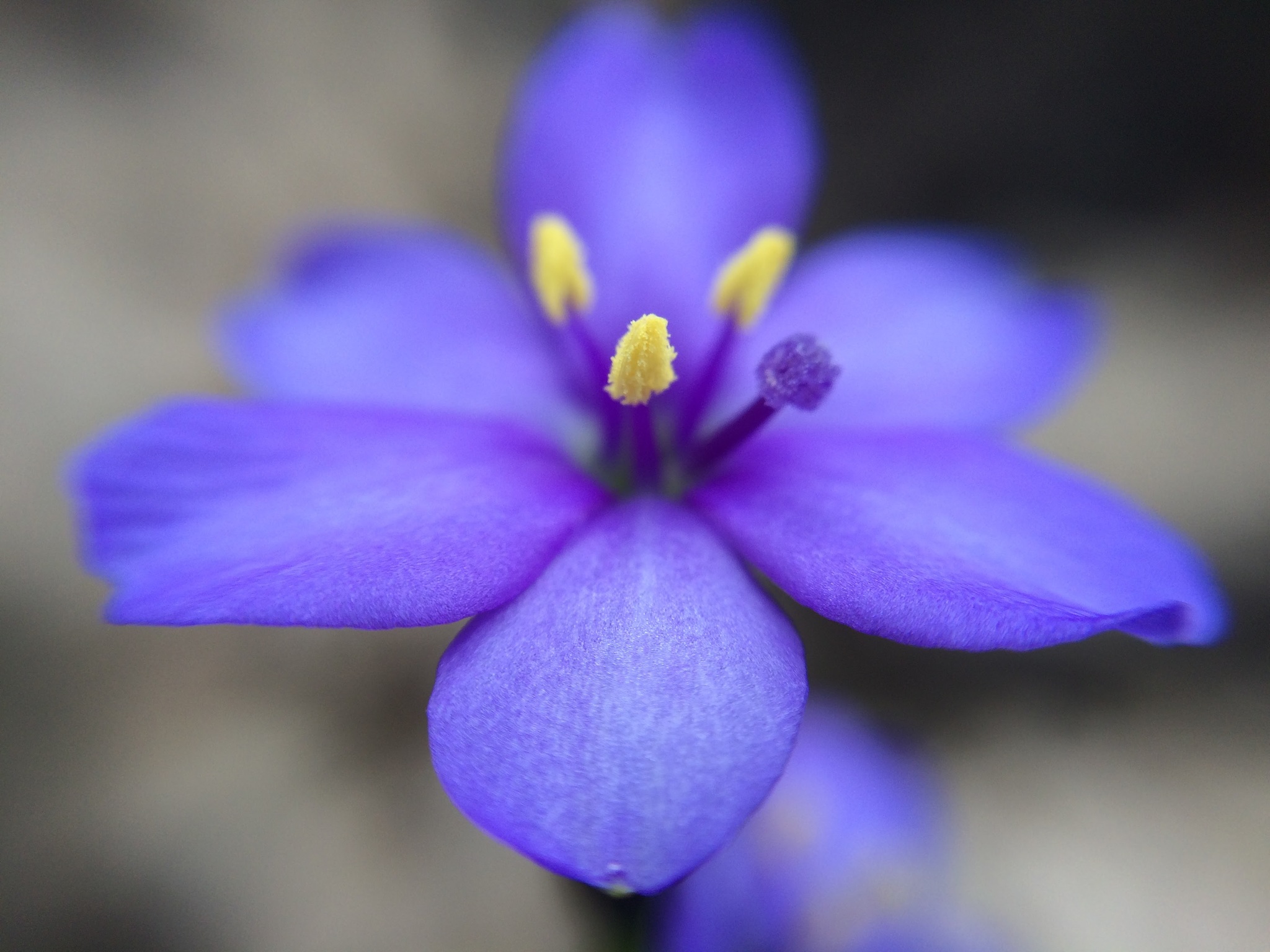 Aristea