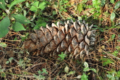 Pinus armandi