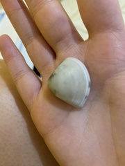 Crassula aequilatera