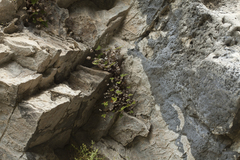 Aleuritopteris argentea