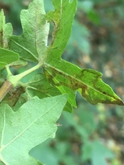 Stigmella aceris