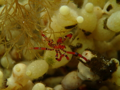 Anoplodactylus evansi