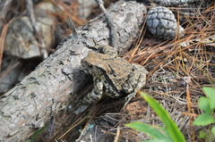 Bufo pageoti