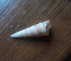 Turritella