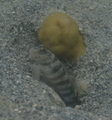 Cryptocentrus leptocephalus