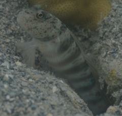 Cryptocentrus leptocephalus