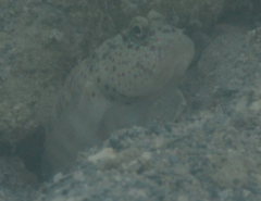 Cryptocentrus leptocephalus