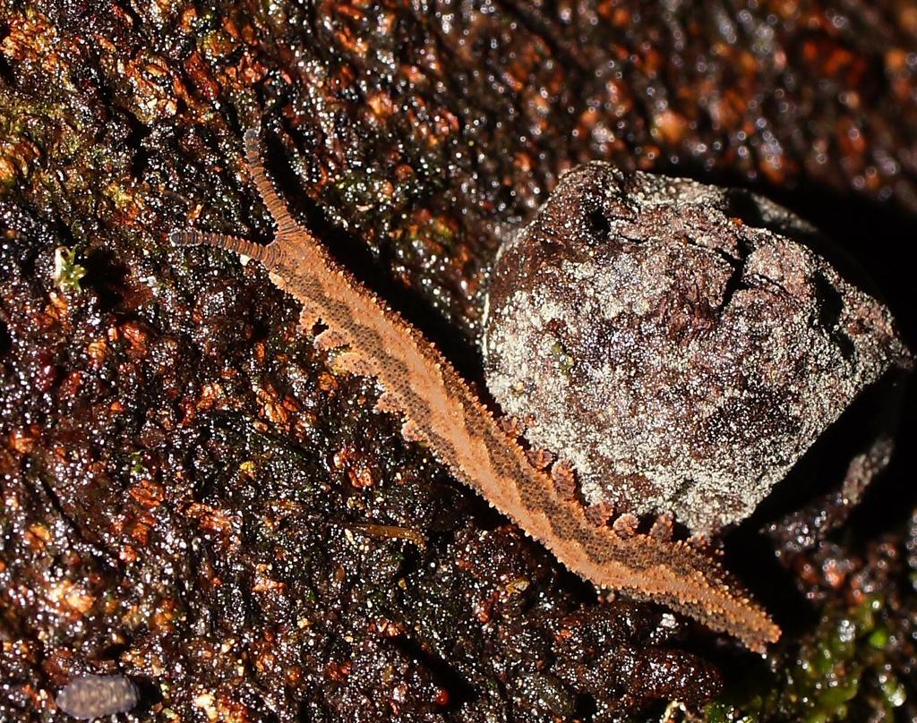 Ooperipatus