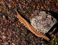 Ooperipatus centunculus