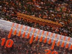 Ooperipatus centunculus