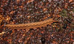 Ooperipatus centunculus