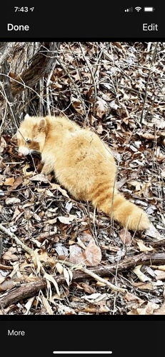 Common Raccoon photographed in Indiana