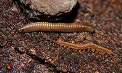 Ooperipatus centunculus