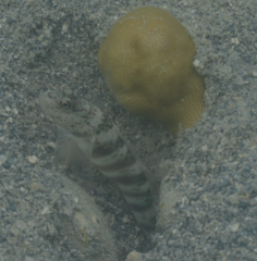 Cryptocentrus leptocephalus