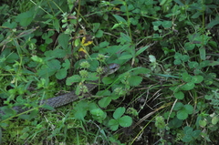 Rhabdophis leonardi