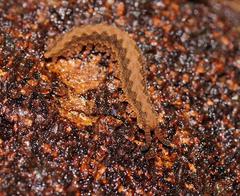 Ooperipatus centunculus