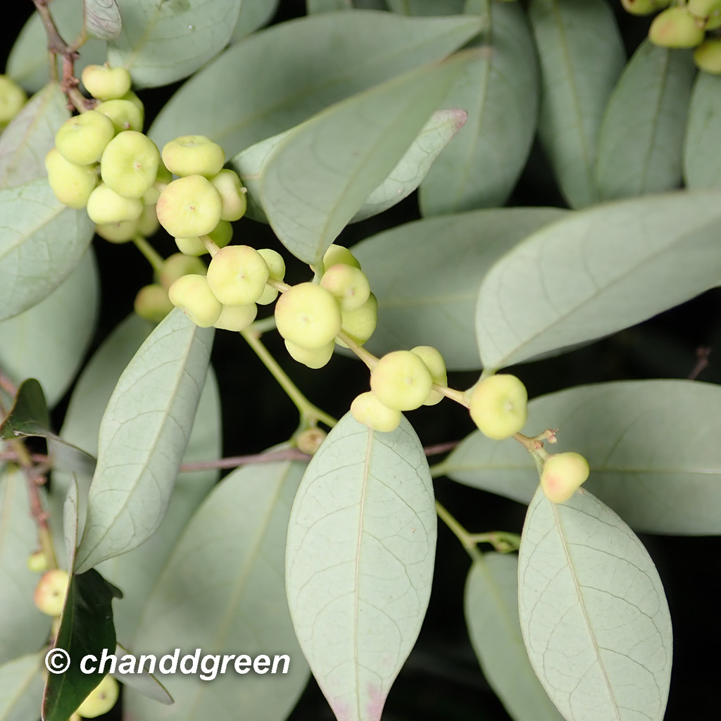 Glochidion wrightii (Glochidion wrightii)