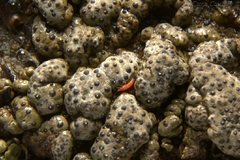 Hoplothrips orientalis