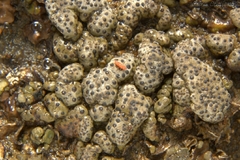 Hoplothrips orientalis