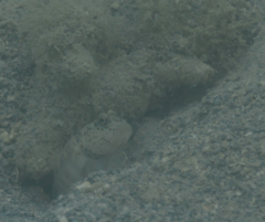 Cryptocentrus leptocephalus