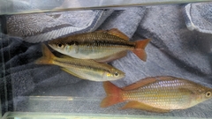 Melanotaenia splendida splendida