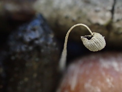 Coprinopsis stercorea