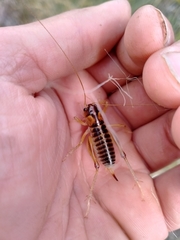 Hemiandrus maia