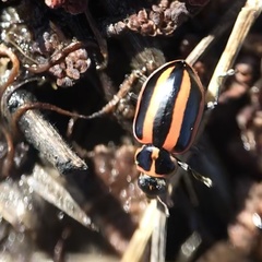 Paranaemia vittigera