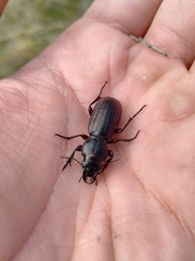Mecodema sculpturatum