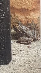 Eleutherodactylus planirostris