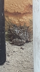 Eleutherodactylus planirostris