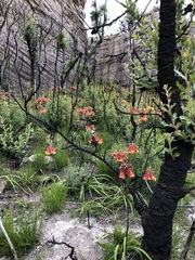 Blandfordia cunninghamii