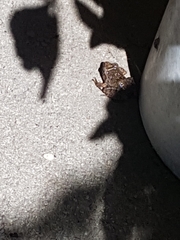 Eleutherodactylus planirostris