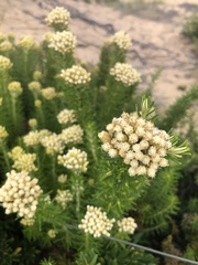 Ozothamnus turbinatus