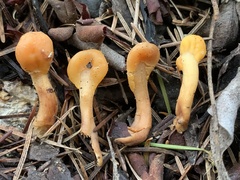 Cudonia spathulata