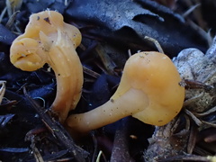 Cudonia spathulata