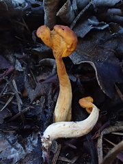 Cudonia spathulata