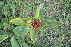 Gentiana crassicaulis