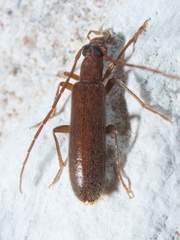 Sparedrus aspersus