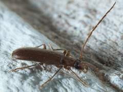 Sparedrus aspersus