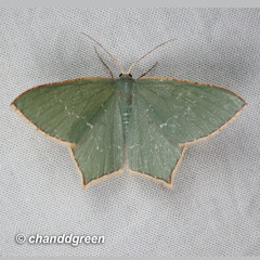 Maxates quadripunctata-subtaminata-submacularia