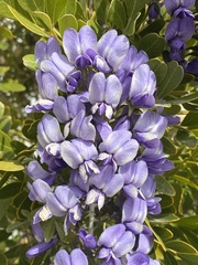 Dermatophyllum secundiflorum