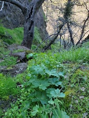 Delphinium nudicaule