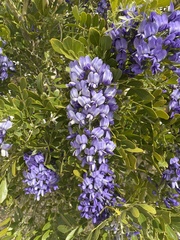 Dermatophyllum secundiflorum