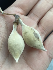 Dermatophyllum secundiflorum