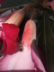 Oncopeltus sandarachatus