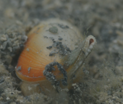 Rhinoclavis vertagus