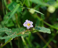 Solanum prinophyllum