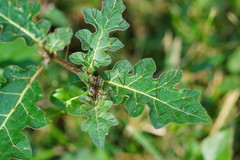 Solanum prinophyllum